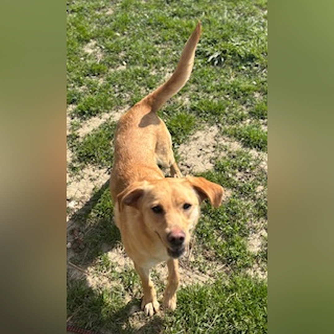 Hell-beige Hündin, stehend, von vorn oben, Kopf und Blick Richtung Kamera