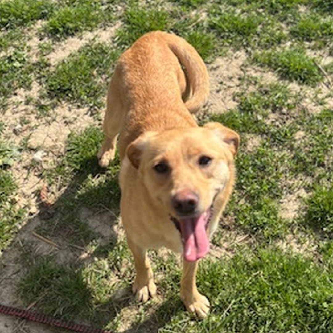 Hell-beige Hündin, stehend, von vorn oben, Kopf und Blick Richtung Kamera