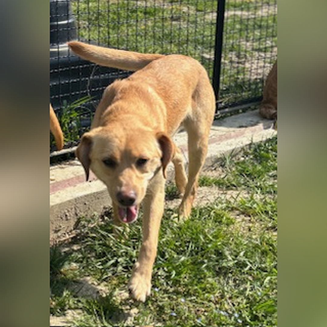 Hell-beige Hündin, gehend, von vorn, Kopf und Blick Richtung Kamera