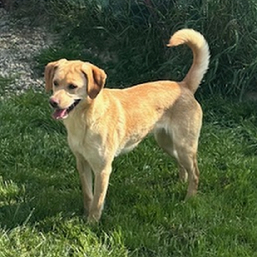 Hell-beige Hündin, stehend, linke Seite, Kopf und Blick geradeaus