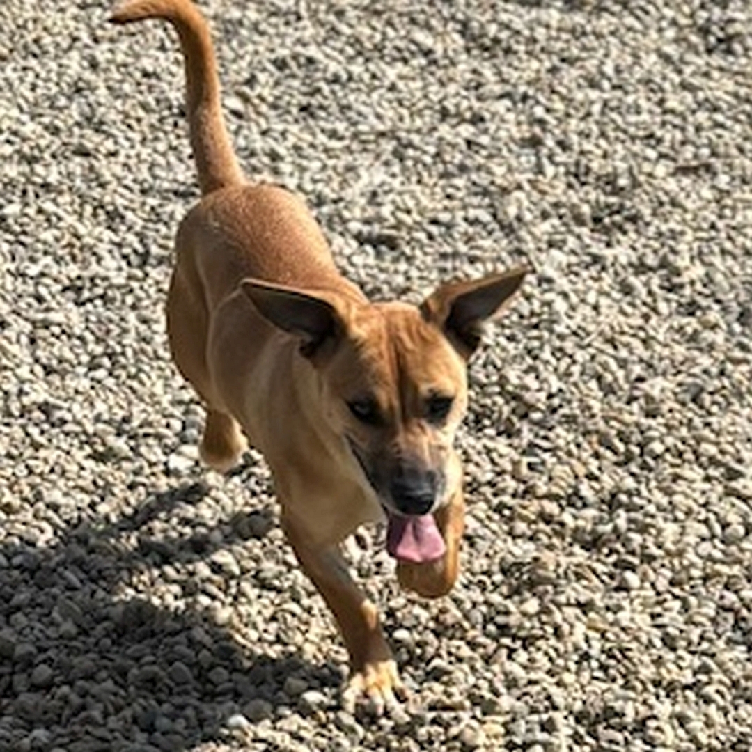 Hell-beiger, kleiner Rüde, gehend, von vorn oben, Blick geradeaus