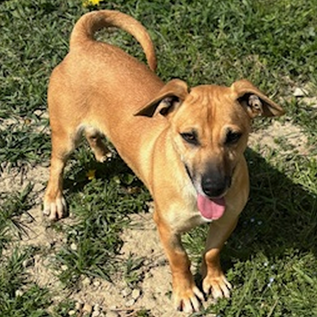 Hell-beiger, kleiner Rüde, stehend, von vorn oben, Blick geradeaus