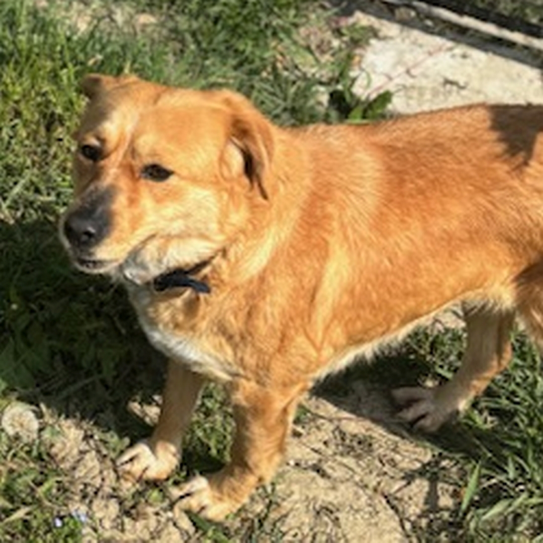 Hellbraune Hündin, stehend, linke Seite, Kopf und Blick geradeaus