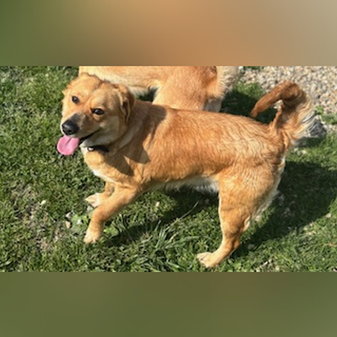 Hellbraune Hündin, stehend, linke Seite, Kopf und Blick nach links oben in Kamera