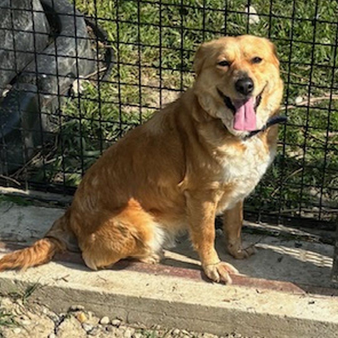 Hellbraune Hündin, stehend, rechte Seite, Kopf und Blick nach rechts in Kamera