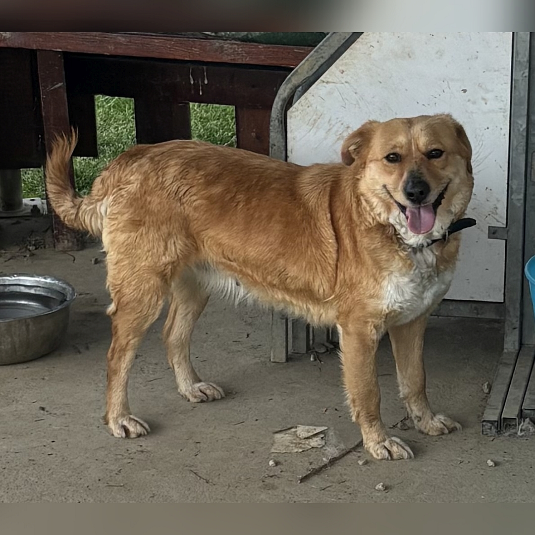 Hellbraune Hündin, stehend, rechte Seite, Kopf und Blick nach rechts in Kamera
