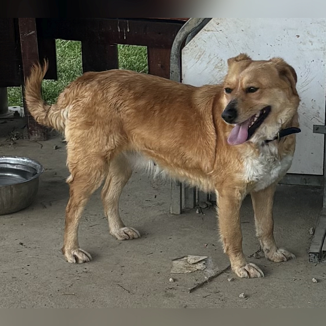 Hellbraune Hündin, stehend, rechte Seite, Kopf und Blick nach hinten rechts