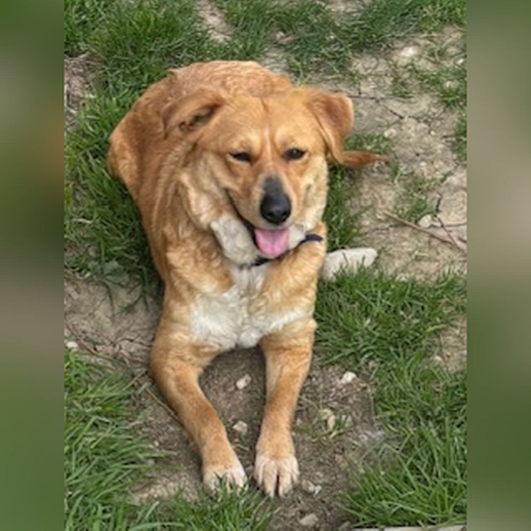 Hellbraune Hündin, liegend, von vorn, Kopf und Blick geradeaus