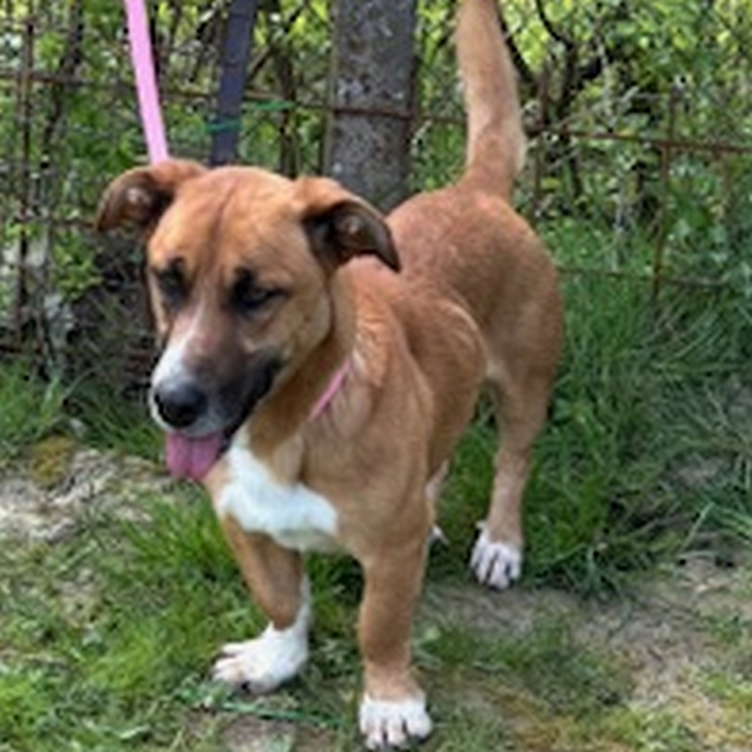 Kleiner, hellbraun-weißer Rüde, stehend, von eher links vorn, Kopf und Blick geradeaus