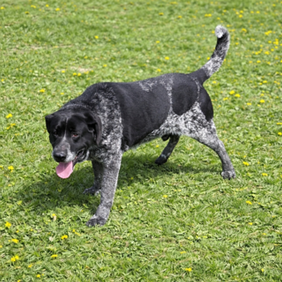Schwarz-grau melierter Rüde, stehend, linke Seite, Kopf und Blick nach links 