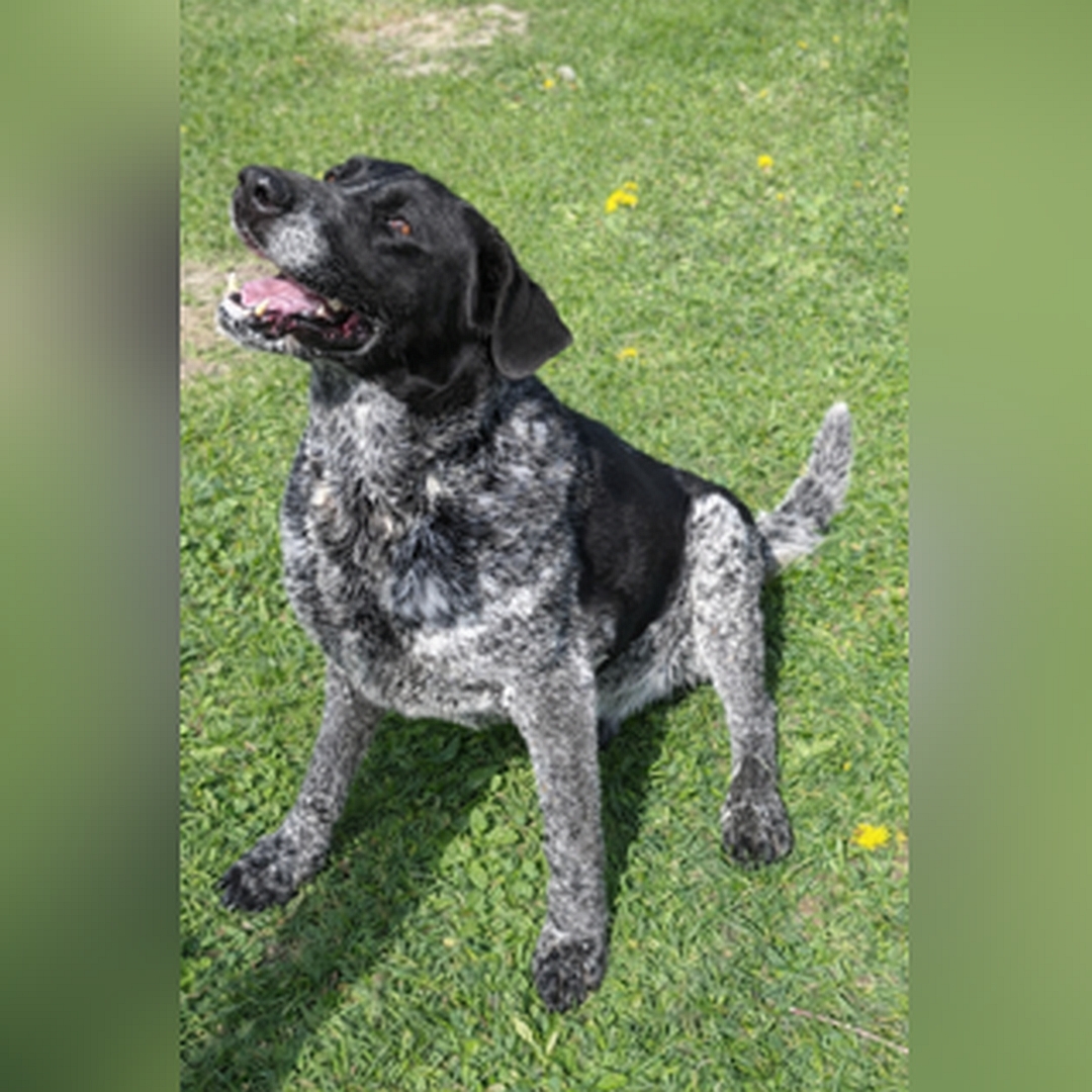 Schwarz-grau melierter Rüde, sitzend, von eher links vorn oben, Kopf und Blick nach oben zu einer Person