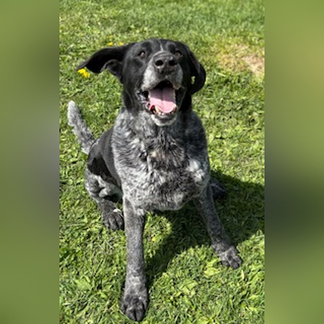 Schwarz-grau melierter Rüde, sitzend, von vorn oben, Kopf und Blick nach oben zu einer Person