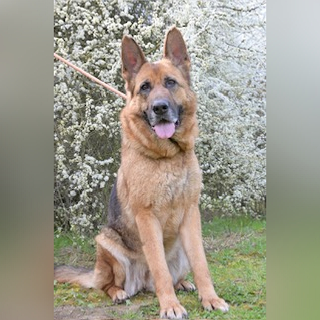 Braun-schwarze Hündin, sitzend, von vorn, Kopf und Blick in Kamera