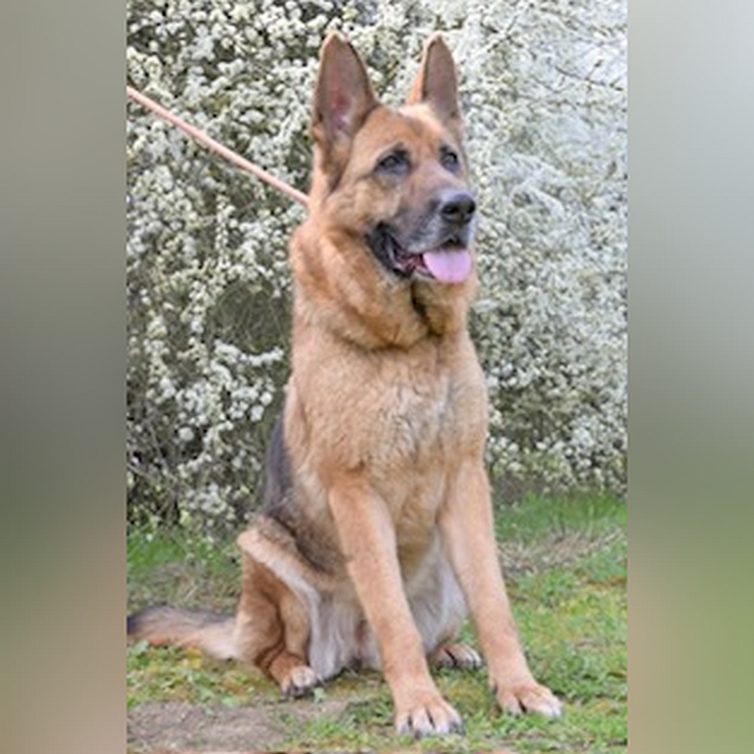 Braun-schwarze Hündin, sitzend, von vorn, Kopf und Blick leicht nach links