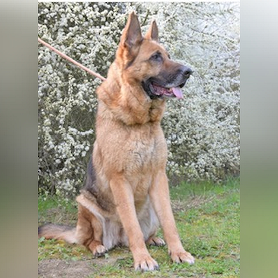 Braun-schwarze Hündin, sitzend, von vorn, Kopf und Blick nach links