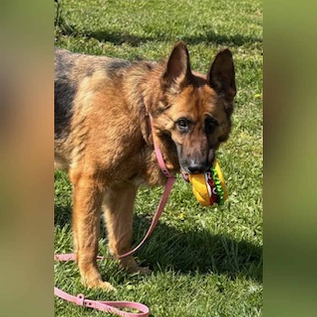 Braun-schwarze Hündin, stehend, rechte Seite, Kopf und Blicknach rechts in Kamera, trägt Spielzeug im Maul