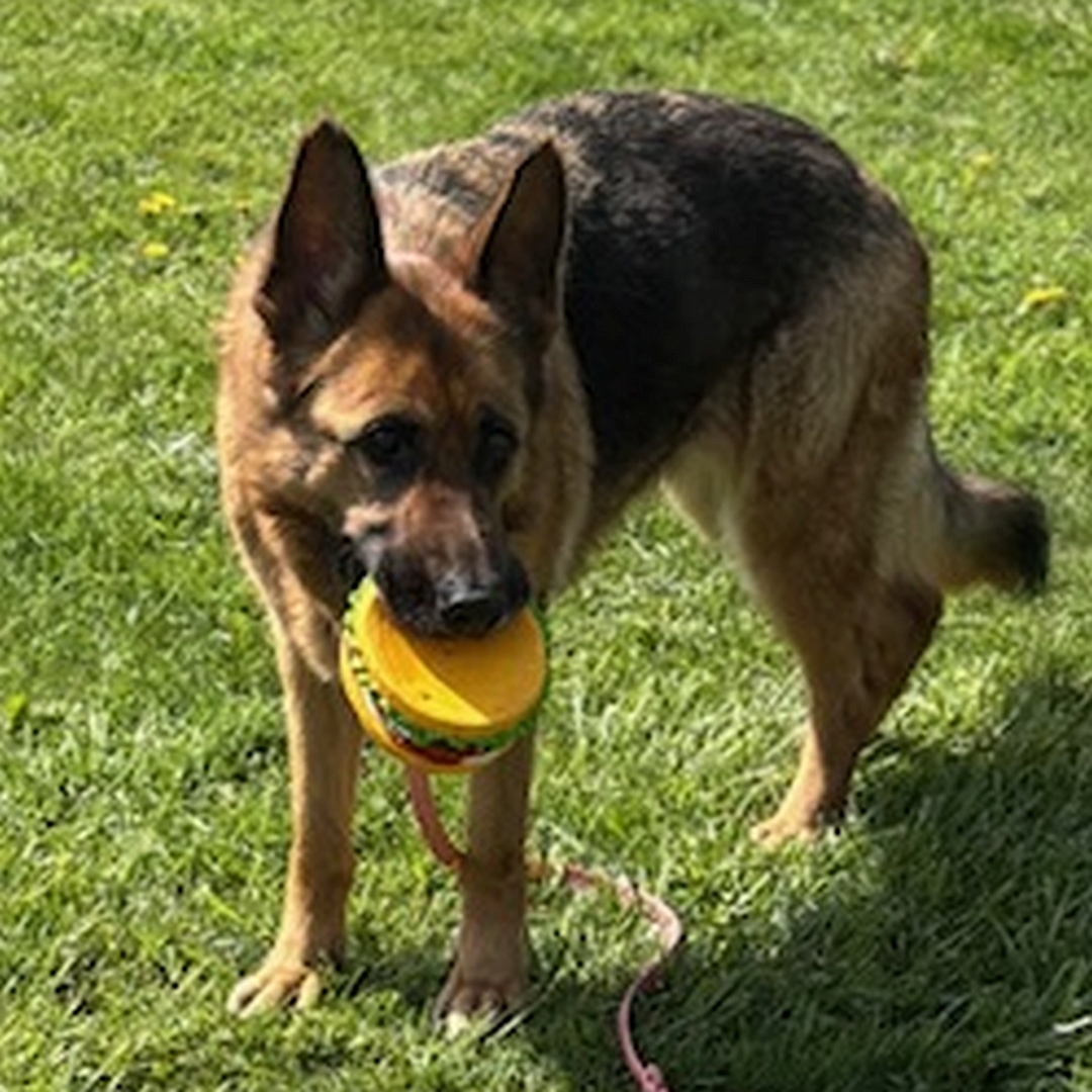 Braun-schwarze Hündin, stehend, von eher links vorn, Kopf und Blick nach links, trägt Spielzeug im Maul