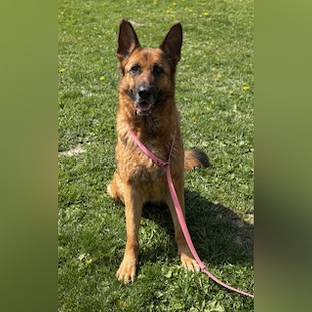 Braun-schwarze Hündin, sitzend, von vorn, Kopf und Blick in Kamera