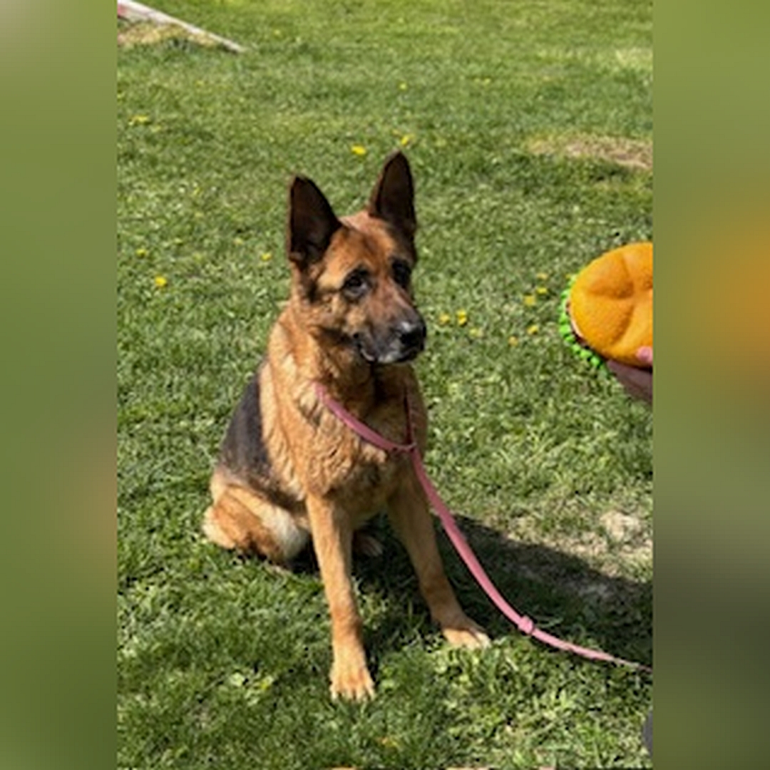 Braun-schwarze Hündin, sitzend, von eher rechts vorn, Kopf und Blick geradeaus