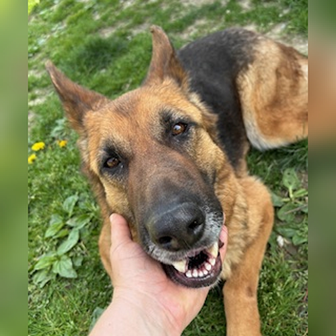 Braun-schwarze Hündin, von vorn oben, Portrait, Blick in Kamera