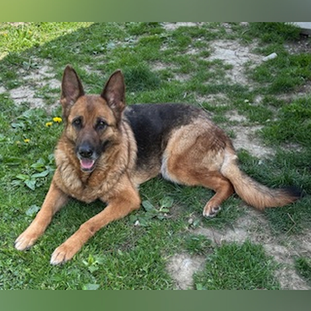 Braun-schwarze Hündin, liegend, von eher links vorn, Kopf und Blick in Kamera