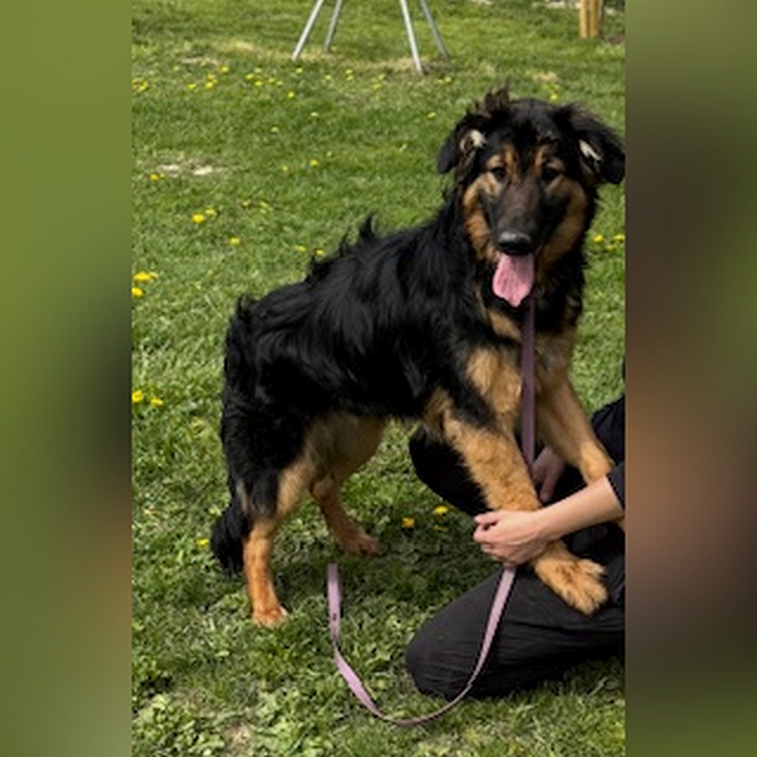 Schwarz-brauner Rüde, mit den Vorderläufen auf den Knien einer Person sitzend, rechte Seite, Kopf und Blick leicht nach rechts