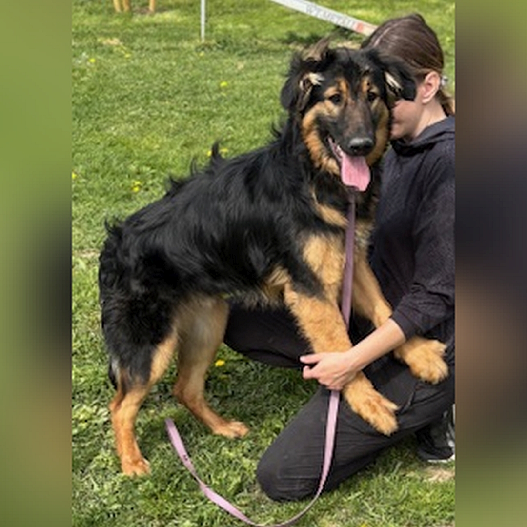 Schwarz-brauner Rüde, mit den Vorderläufen auf den Knien einer Person sitzend, rechte Seite, Kopf und Blick leicht nach rechts