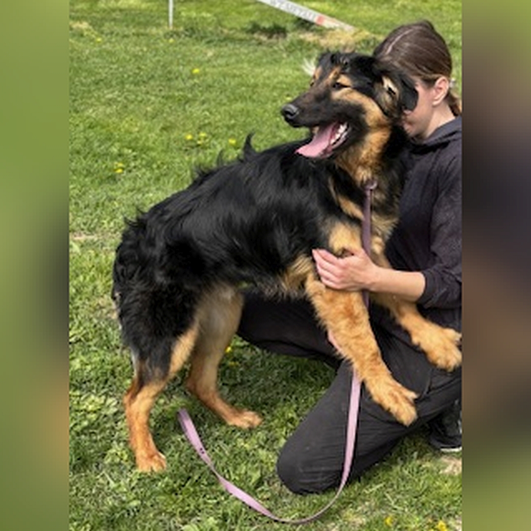 Schwarz-brauner Rüde, mit den Vorderläufen auf den Knien einer Person sitzend, rechte Seite, Kopf und Blick nach rechts hinten