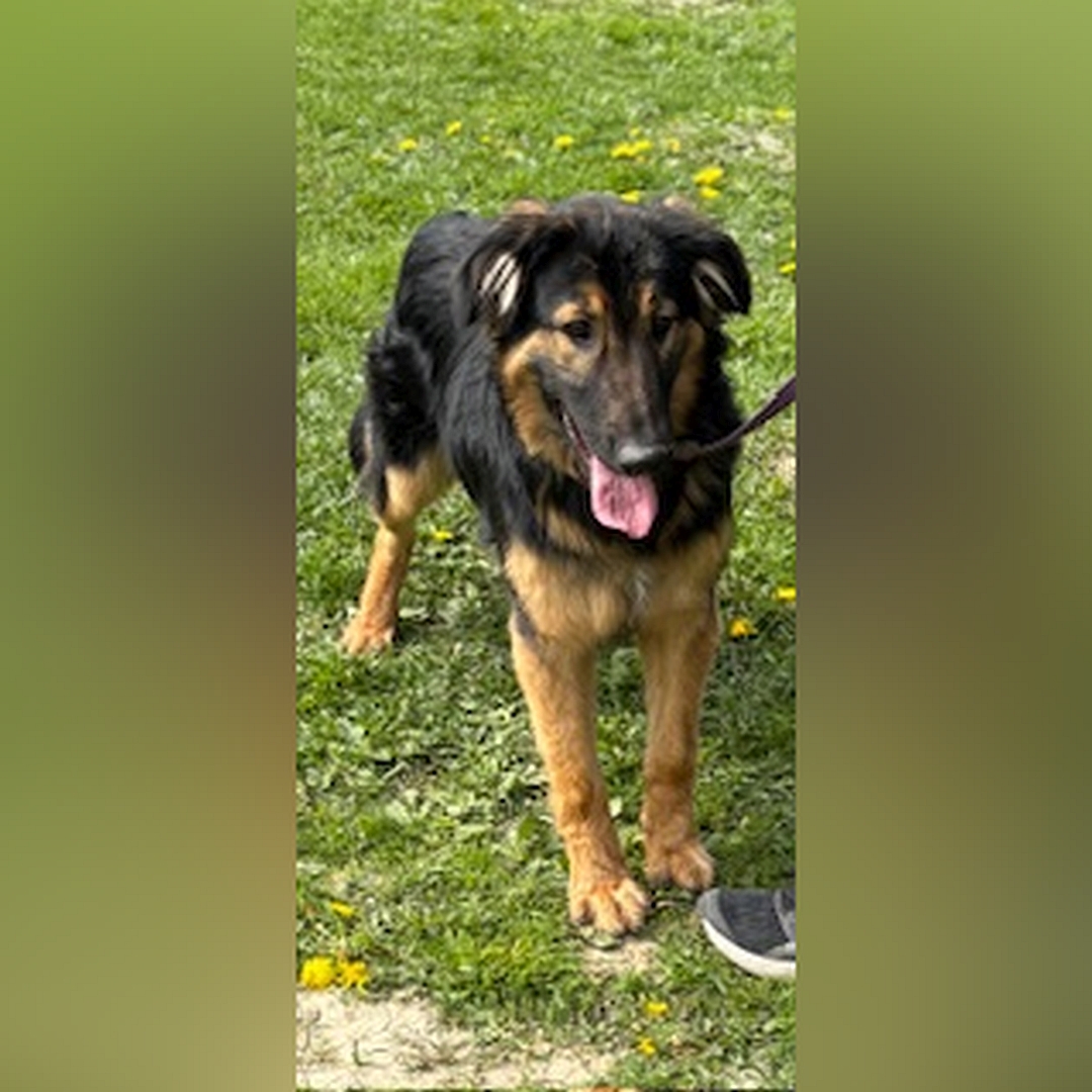 Schwarz-brauner Rüde, stehend, von vorn, Kopf und Blick geradeaus