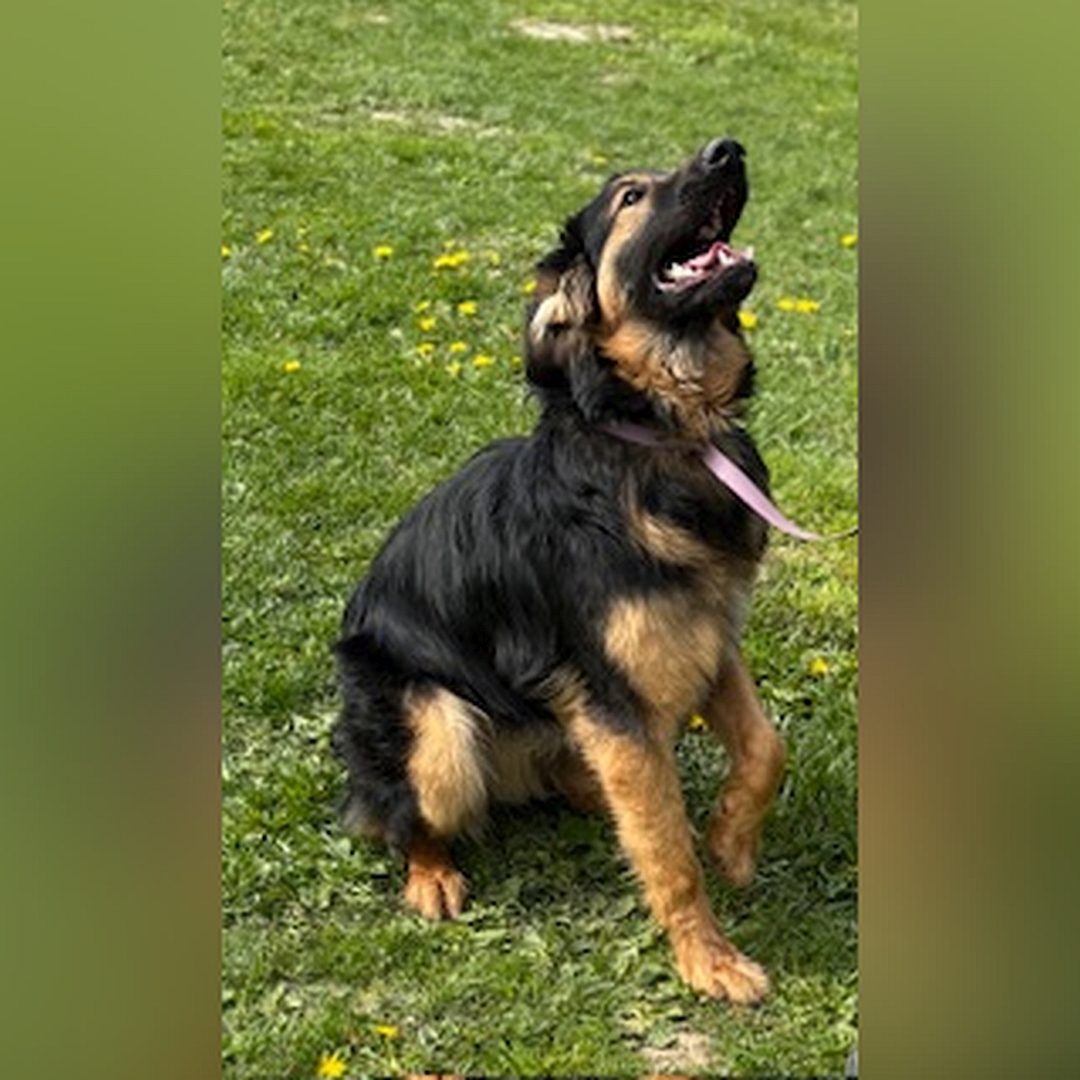 Schwarz-brauner Rüde, sitzend, rechte Seite, Kopf und Blick nach oben zu einer Person