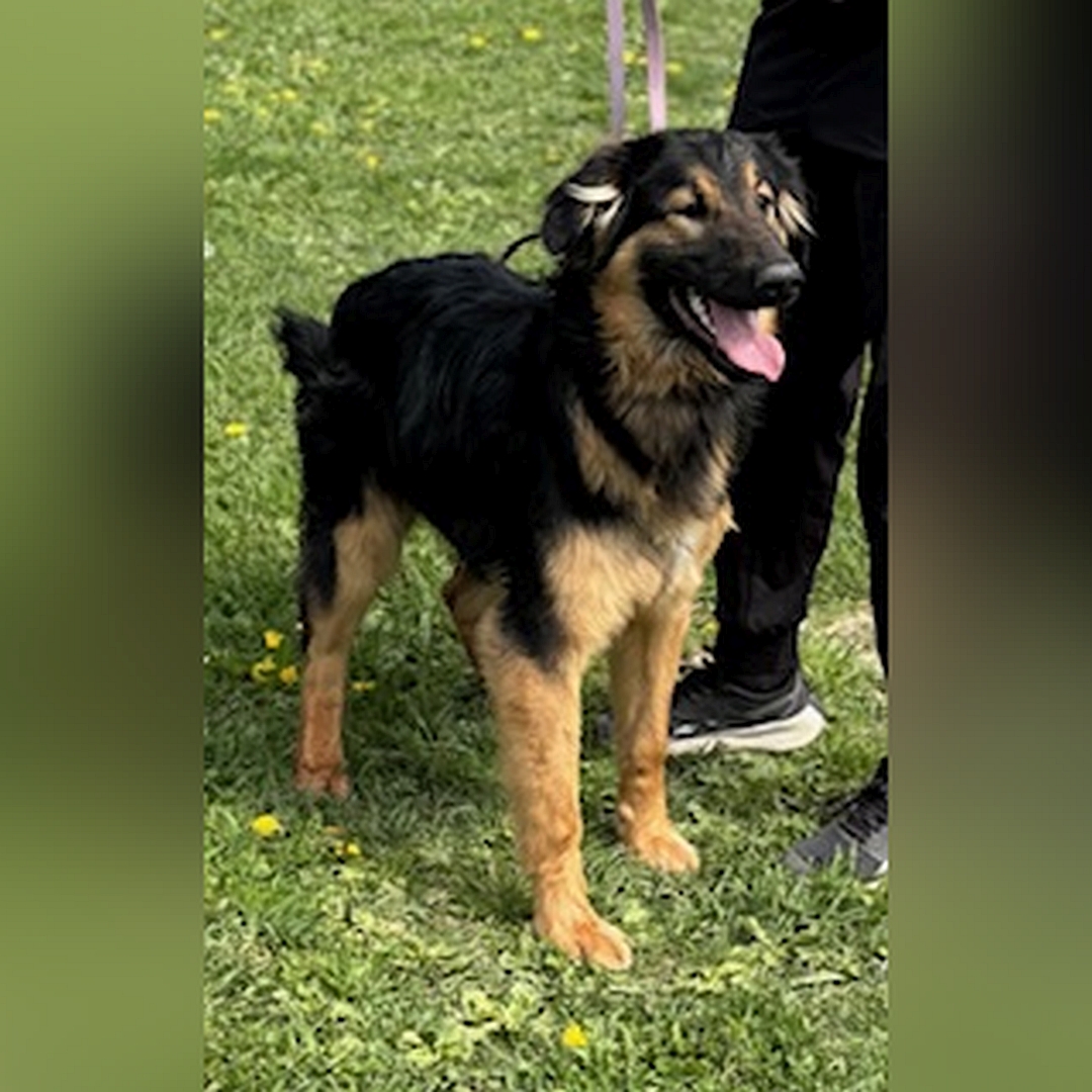 Schwarz-brauner Rüde, stehend, von eher rechts vorn, Kopf und Blick geradeaus