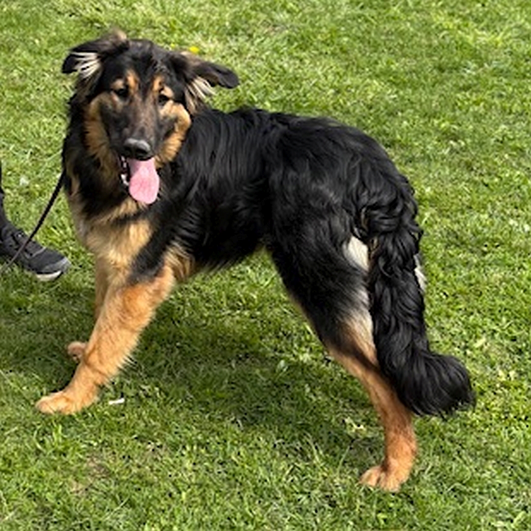 Schwarz-brauner Rüde, stehend, linke Seite, Kopf und Blick nach links in Kamera