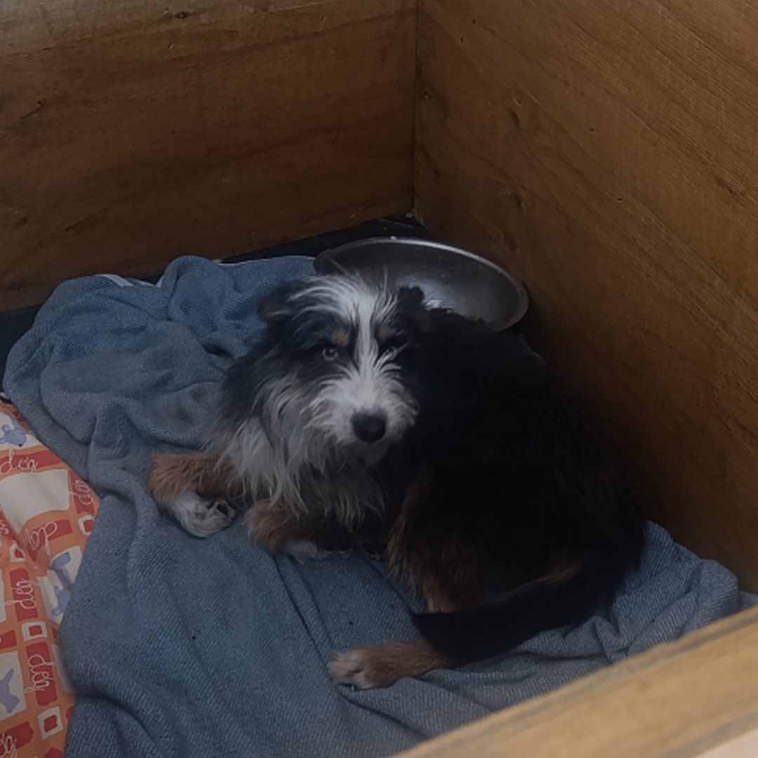 Schwarz-weiß-braune Hündin, liegend, linke Seite, Kopf und Blick nach links in Kamera