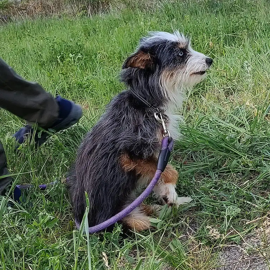 Schwarz-weiß-braune Hündin, sitzend, rechte Seite, Kopf und Blick nach links
