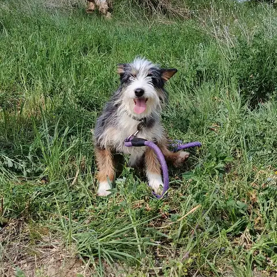 Schwarz-weiß-braune Hündin, sitzend, von vorn, Kopf und Blick in Kamera