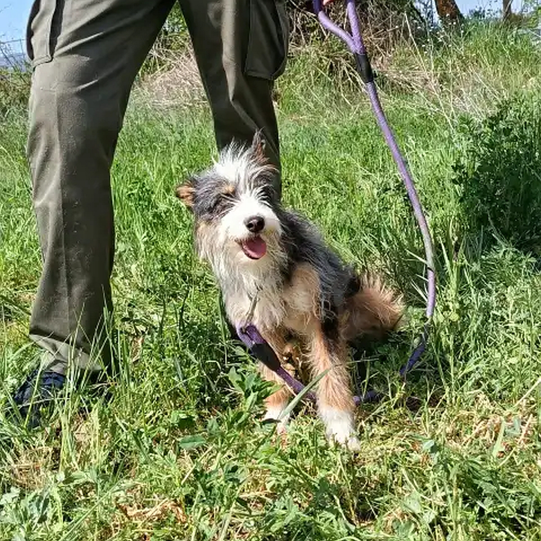 Schwarz-weiß-braune Hündin, sitzend, von vorn, Kopf und Blick nach links