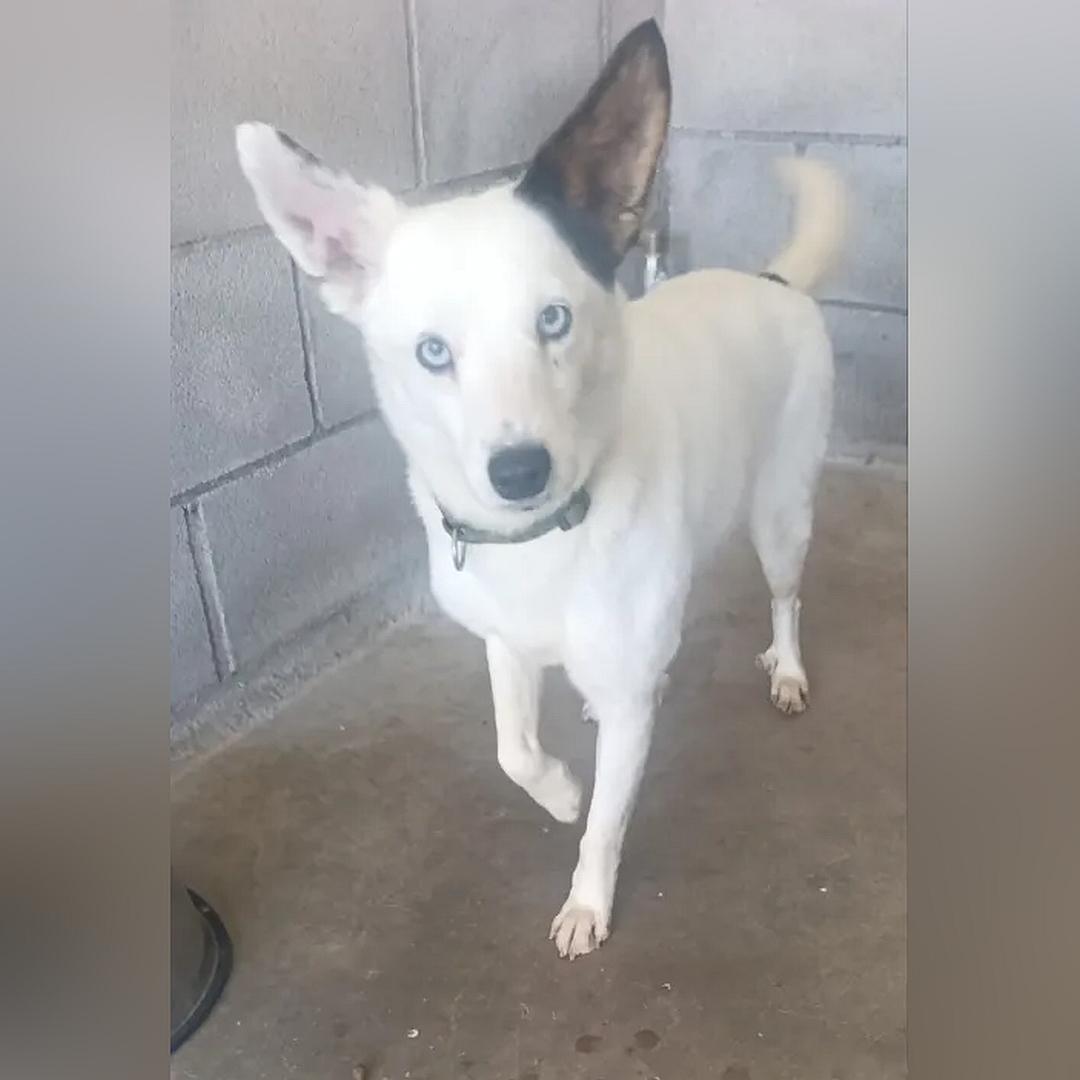 Weiße Hündin, ein dunkles Ohr, stehend, von vorn, Blick in Kamera