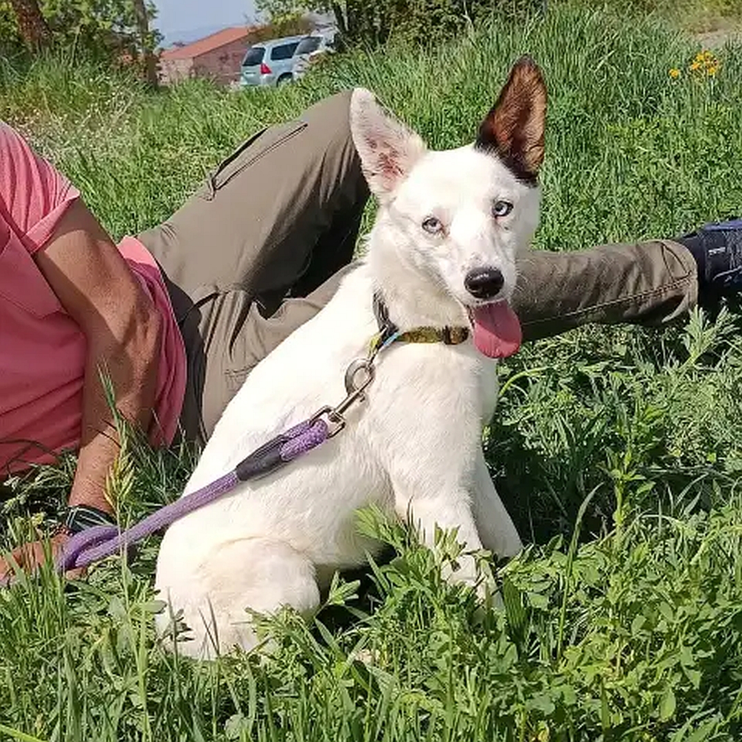 Weiße Hündin, ein dunkles Ohr, sitzend, rechte Seite, Kopf und Blick nach rechts in Kamera