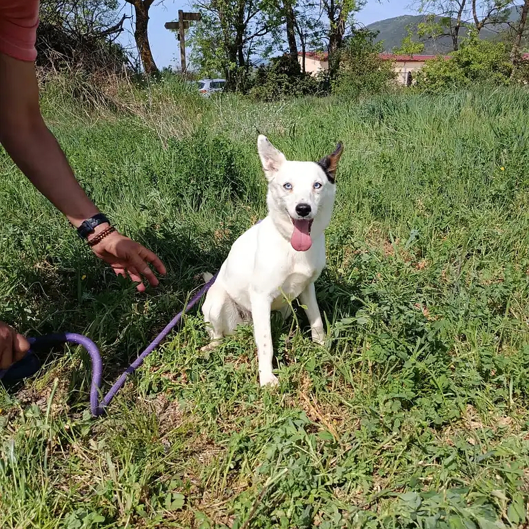 Weiße Hündin, ein dunkles Ohr, sitzend, von eher rechts vorn, Kopf und Blick in Richtung Kamera