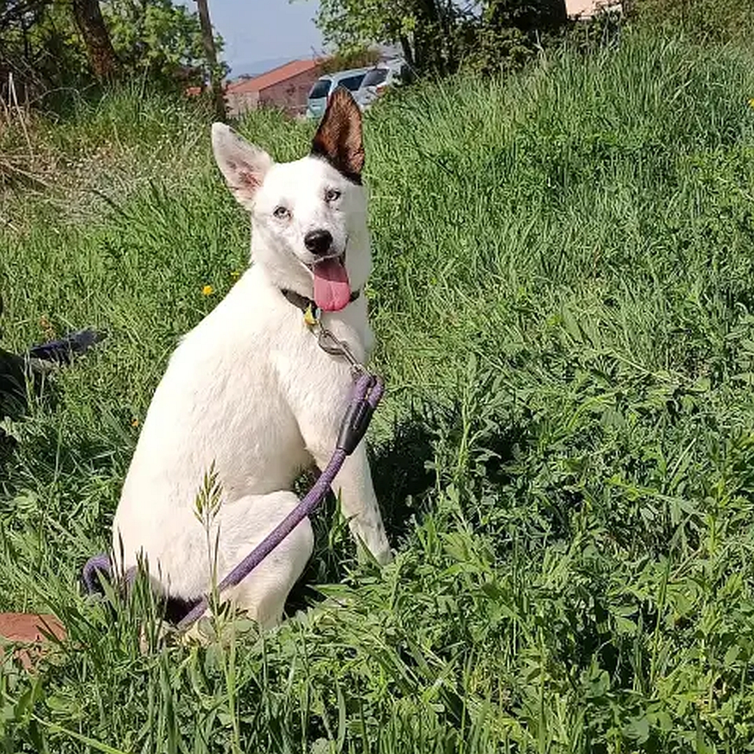 Weiße Hündin, ein dunkles Ohr, sitzend, rechte Seite, Kopf und Blick nach rechts in Kamera