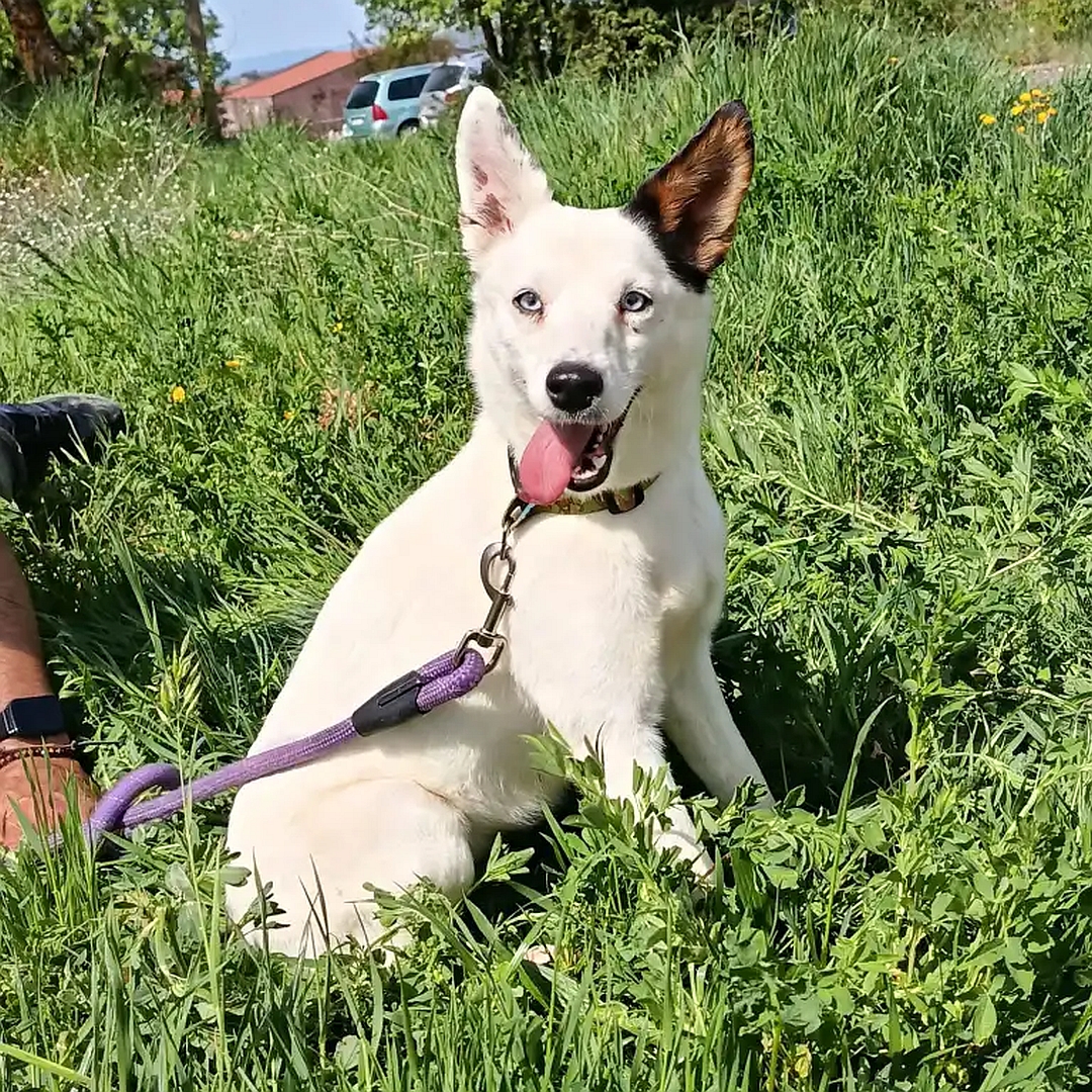 Weiße Hündin, ein dunkles Ohr, sitzend, rechte Seite, Kopf und Blick nach rechts in Kamera