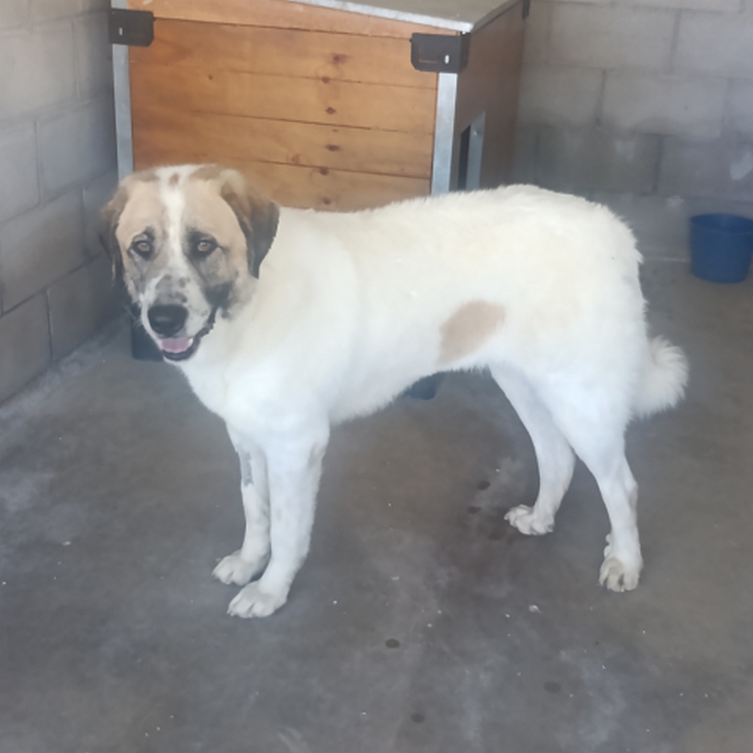 Weiß-beige Hündin, stehend, linke Seite, Kopf und Blick nach links in Kamera