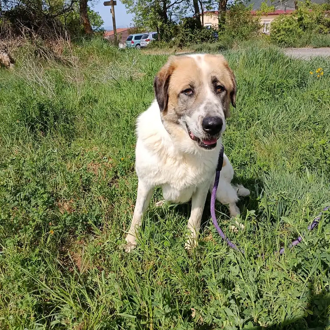 Weiß-beige Hündin, stehend, von vorn, Blick in Kamera