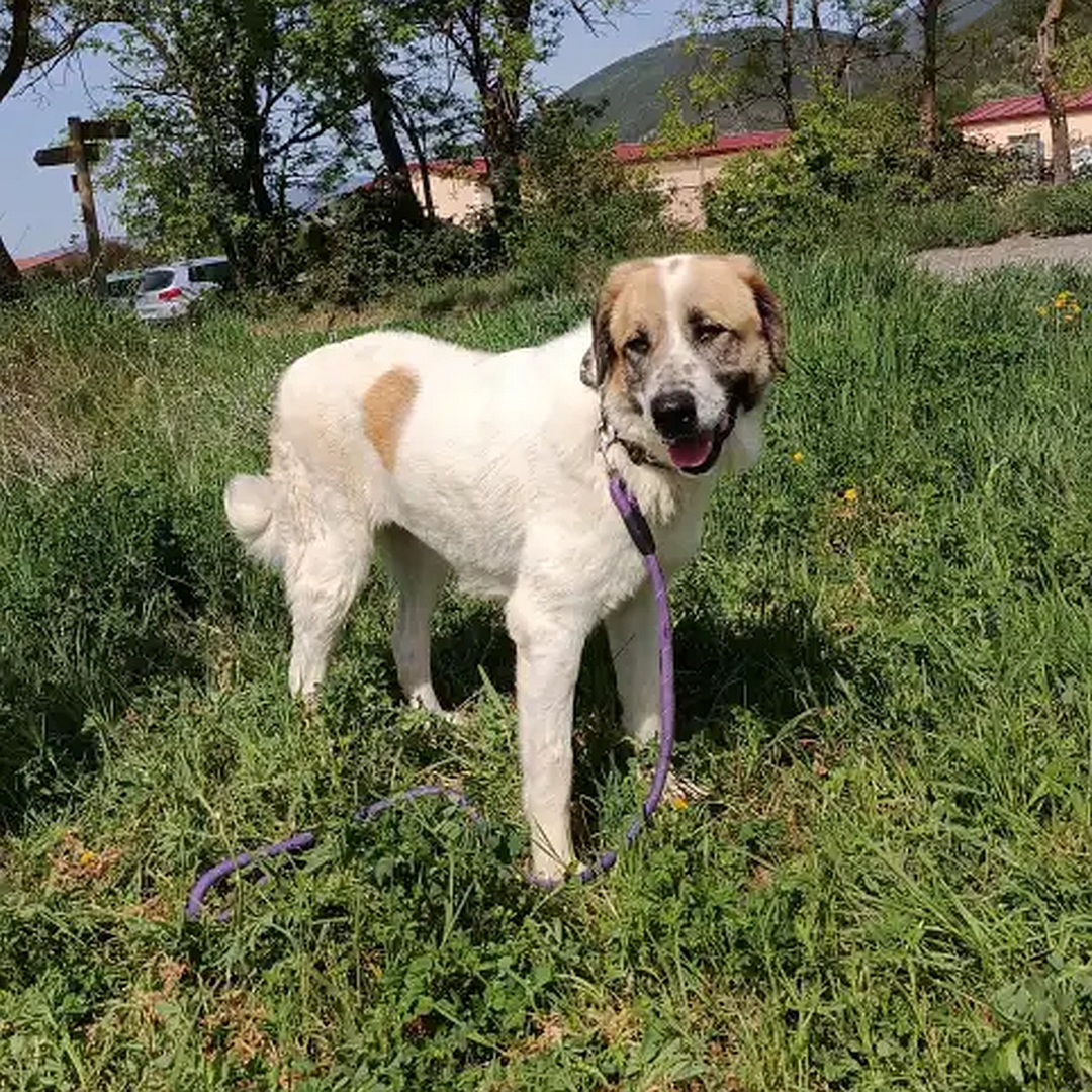 Weiß-beige Hündin, stehend, rechte Seite, Kopf und Blick leicht nach links 