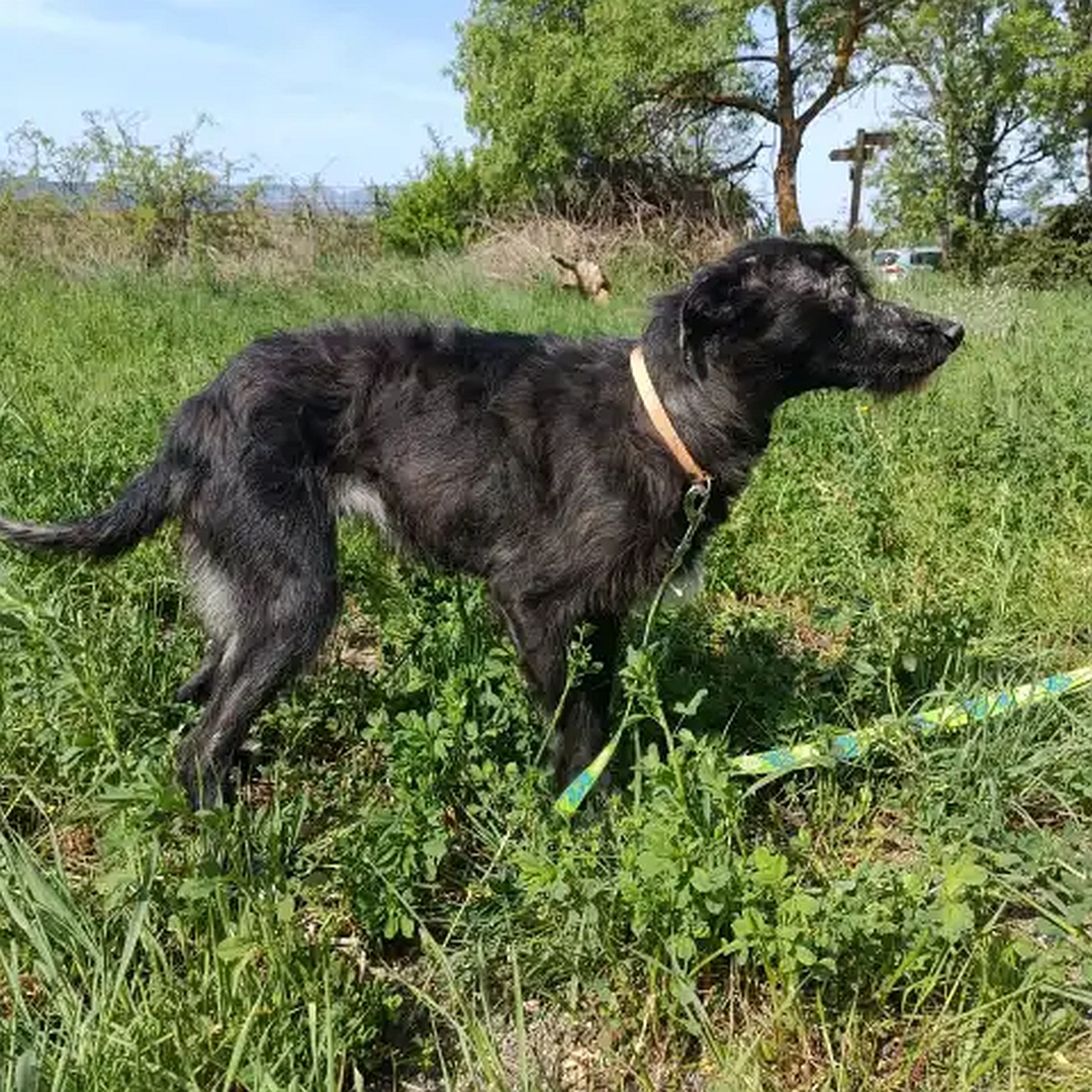 Schwarze Hündin, weißer Brustfleck, weiße Pfoten, stehend, rechte Seite, Kopf und Blick geradeaus