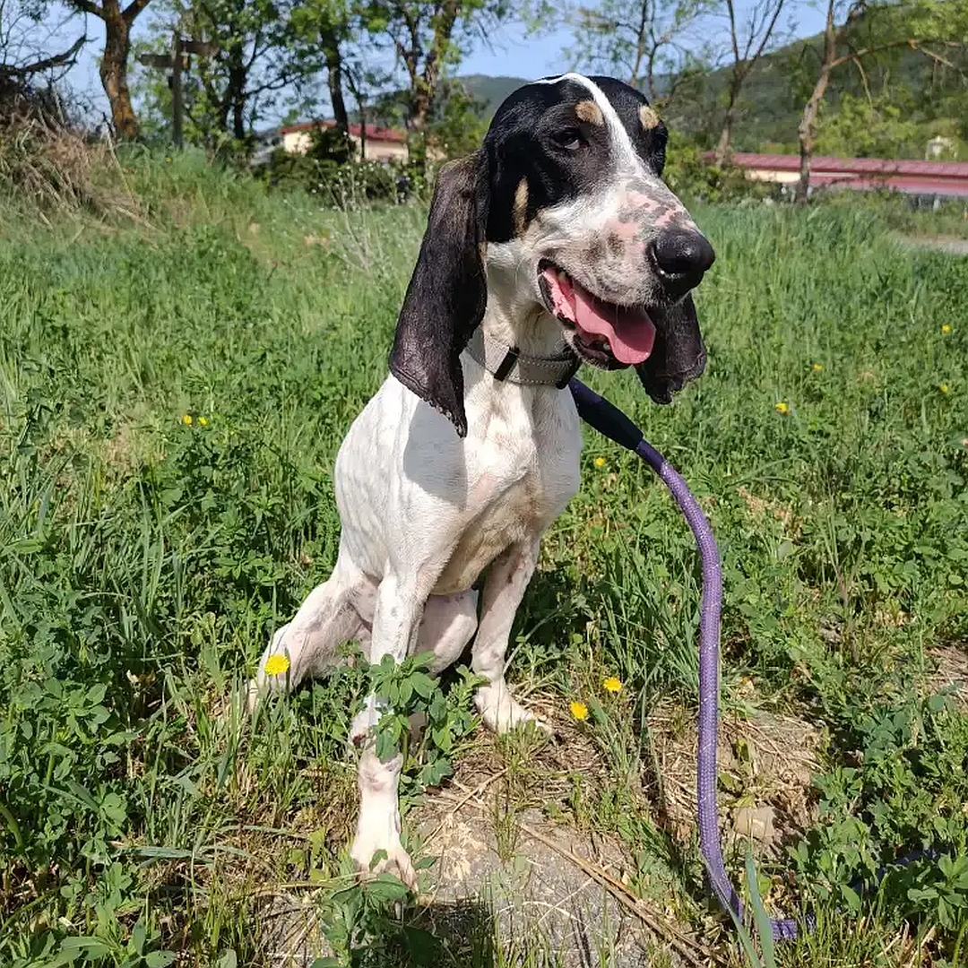 Weiße Hündin, schwarzer Kopf, sitzend, von eher rechts vorn, Blick geradeaus