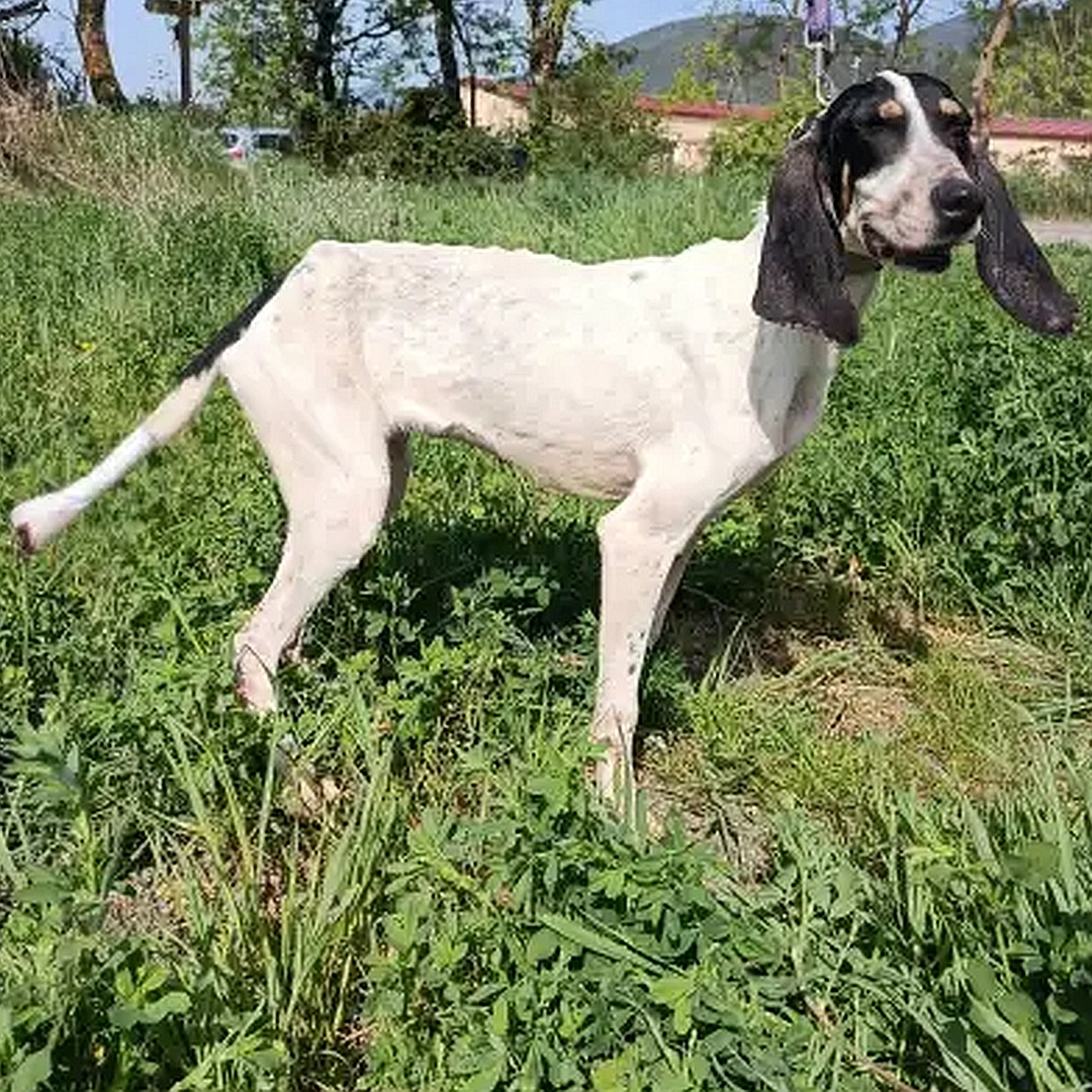 Weiße Hündin, schwarzer Kopf, stehend, rechte Seite, Kopf und Blick geradeaus