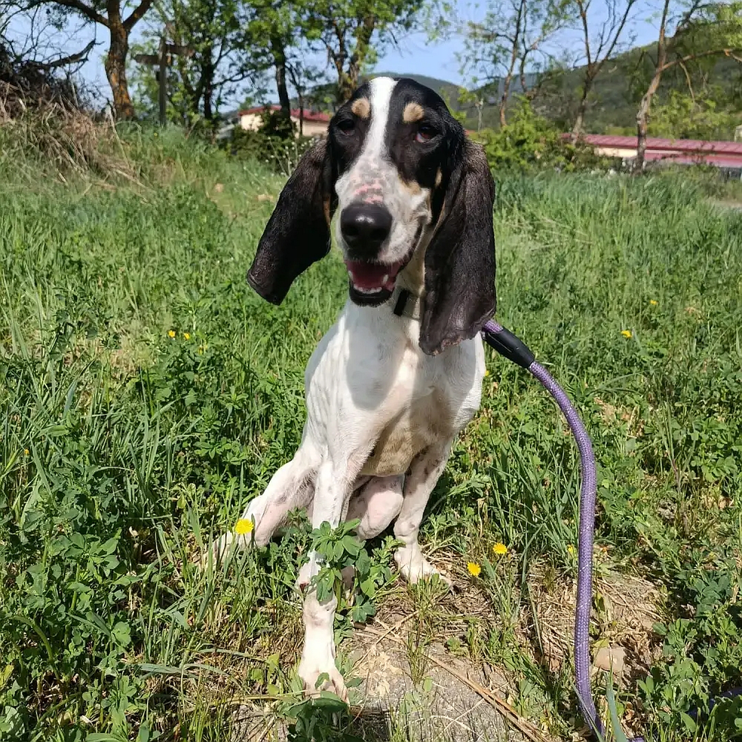 Weiße Hündin, schwarzer Kopf, sitzend, von vorn, Blick in Kamera