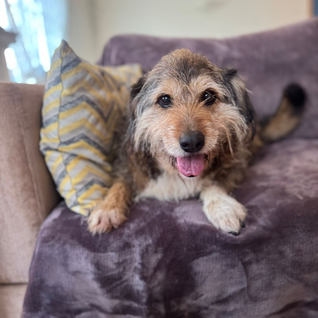 Braun-beiger Rüde, liegend, von vorn, Blick in Kamera