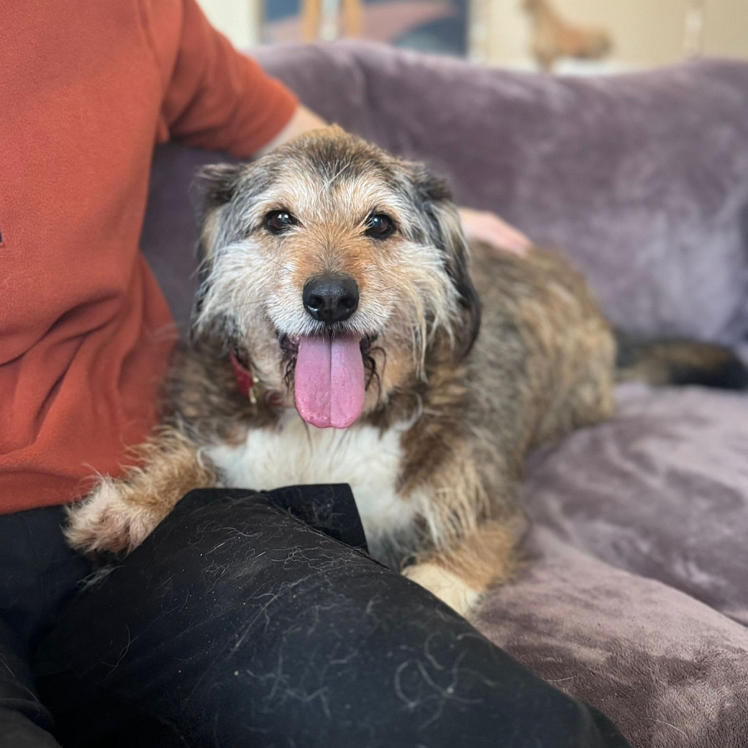 Braun-beiger Rüde, liegend, von vorn, Kopf und Blick in Kamera